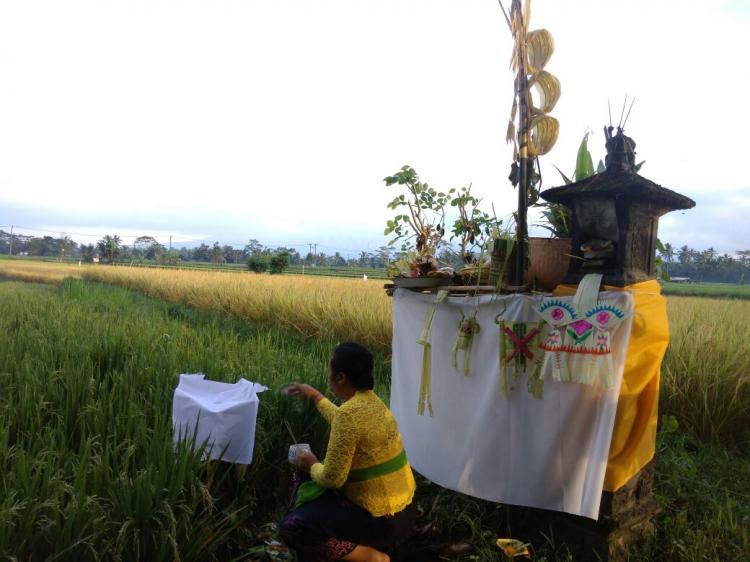 UPACARA BIUKUKUNG DI SUBAK BERGIDING DESA PANGSAN