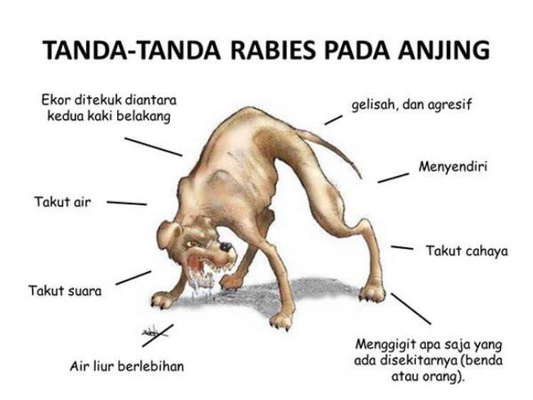 AWAS..Bahaya Rabies!!!!