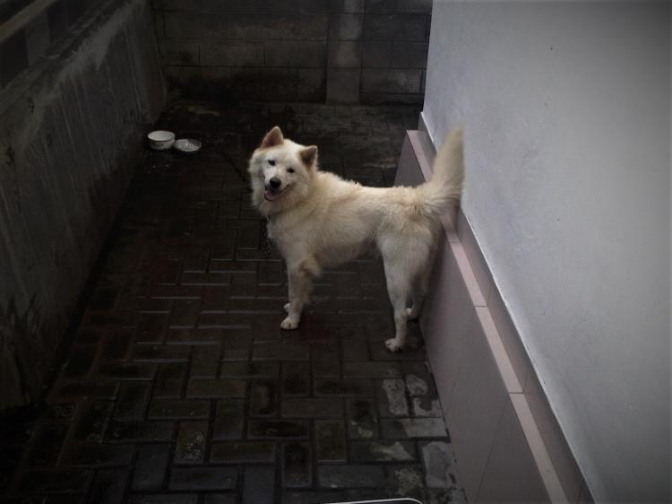 Anjing Kintamani, Ras Anjing Eksotis asli pulau Bali