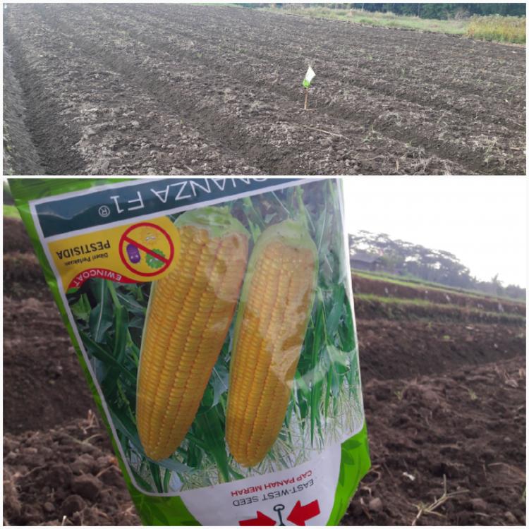 Apa Arti Kemasan Bibit Dalam Lahan Pertanian ?