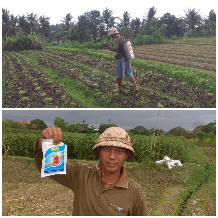 Atasi Jamuran di Musim Hujan dengan Fungisida (SAAF)