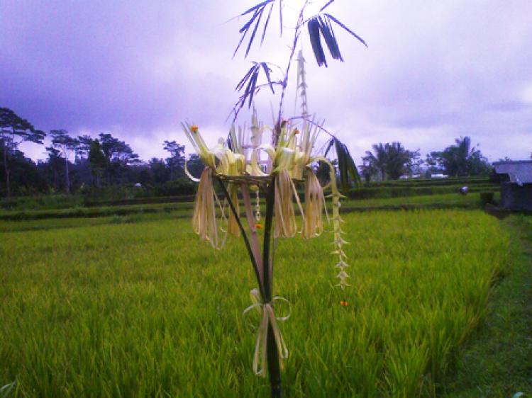 BANTEN BIYUKUKUNG, UPACARA MENJELANG PANEN PADI