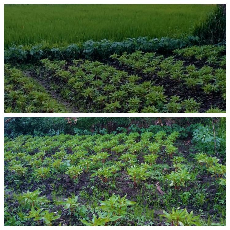 Bayam dan pacar air selaras dalam satu petak lahan