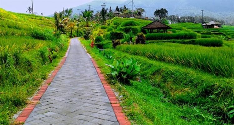 Begini Tujuan pembuatan sistem sengkedan (terasering) Pada Persawahan di Bali