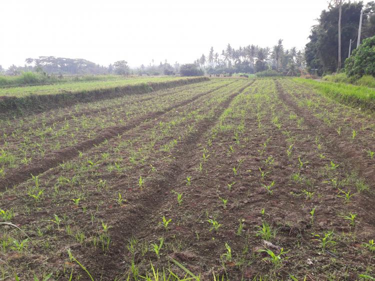 Berada Di Hulu, Para Petani Hawatir Tidak Bisa Mengairi Sawahnya