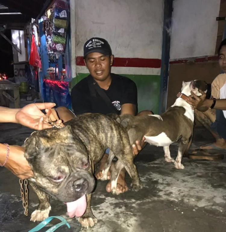 Bermula Dari Hobi Memelihara Anjing, Ngurah Dede Terjun Di Dunia Pawang dan Kawin Anjing