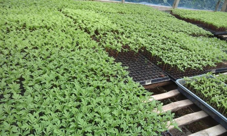 Bibit Yang Mahal Menjadi Factor Pembatas Para Petani Desa Sedang Dalam Berbudidaya Gumitir