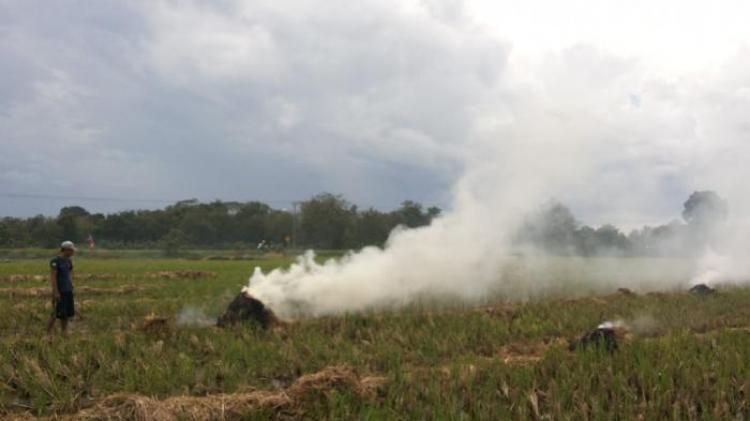 Bijak Dalam Mengelola Lahan, Jerami Padi Jangan di Bakar!!
