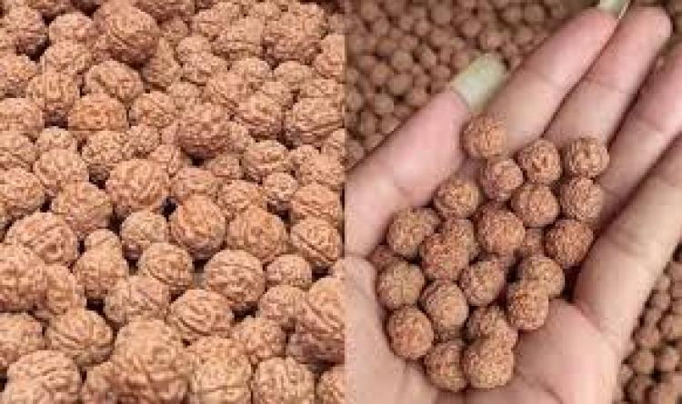 Buah Genitri, Buah Yang Disakralkan Umat Hindu