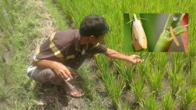 CEGAH DINI SERANGAN HAMA DAN PENYAKIT DIMUSIM HUJAN