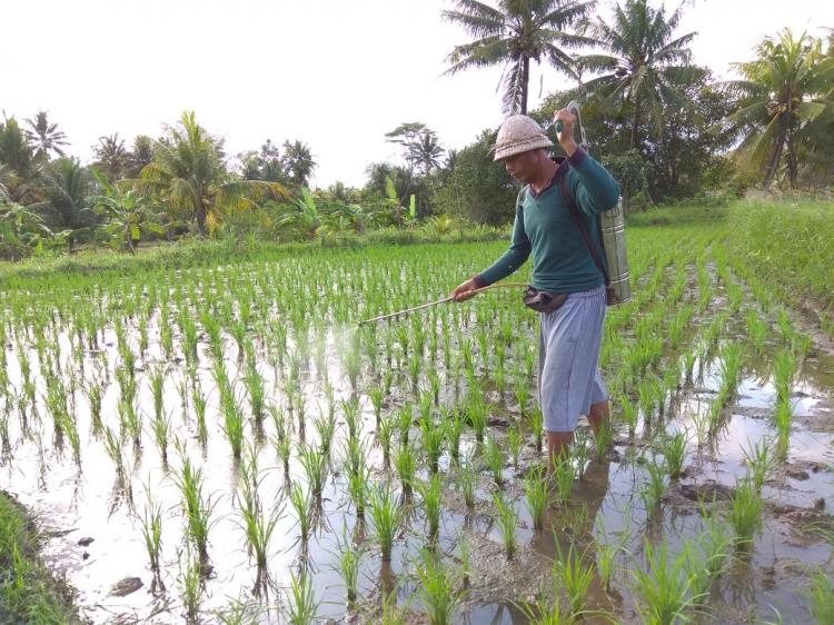 Gulma pada Tanaman Padi buat Petani Cemas, Ini Solusi yang Tepat!