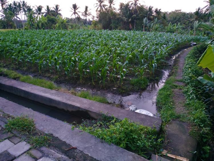 Curah hujan yang ideal tuai berkah petani jagung di subak mereman desa Sedang