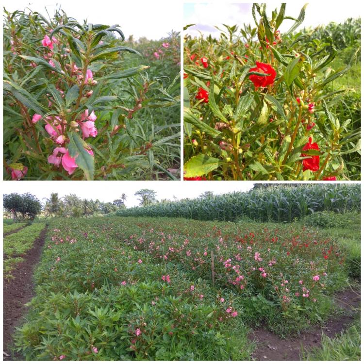 Daun Bunga Pacar Air di Subak Munduk Kerasan Mengalami Keriting, Ini Penyebabnya