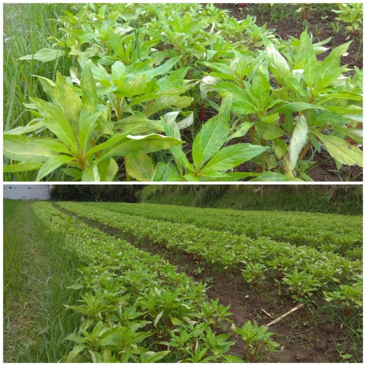 Diguyur Hujan Sepekan Lalu, Tanaman Bunga Pacar Air di Subak Munduk Kerasan Terserang Jamur