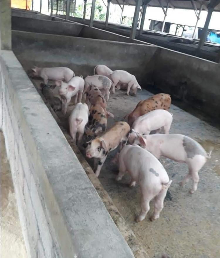 Dimulai Karena Iseng, Sekarang Menjadi Pengepul Bibit Babi