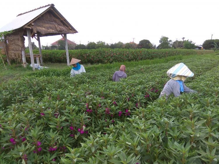 Dominasi Buruh Tani di Desa Sedang Sebagian Besar dari Luar Bali