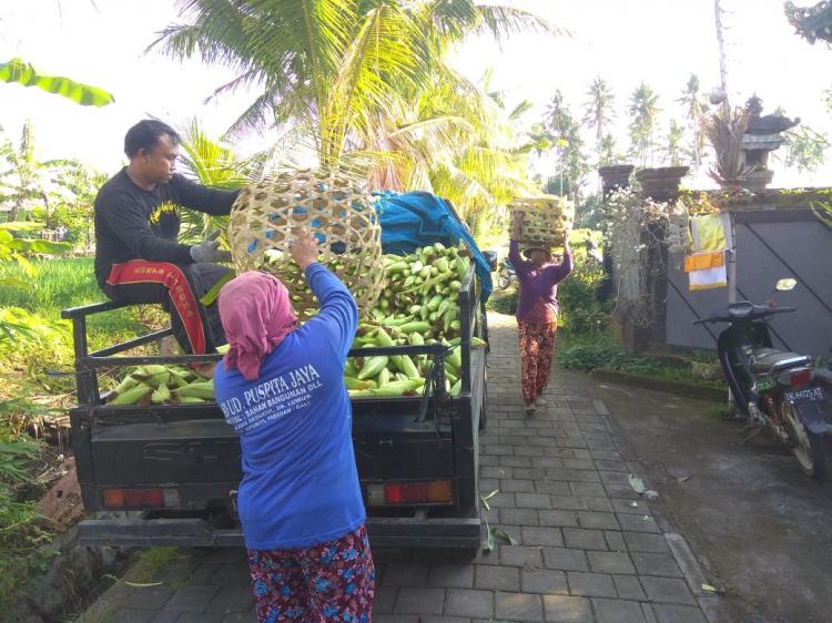 Harga Jual Anjlok, Petani Jagung Ketahui Penyebabnya Karena Hal Ini