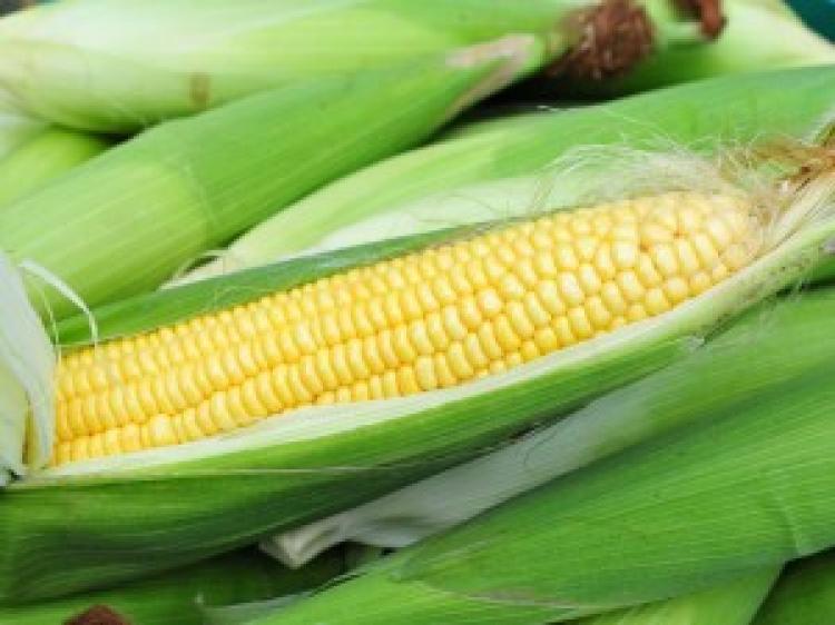 Hasil Panen Berkualitas, Varietas Jagung Ini Paling Banyak Diminati