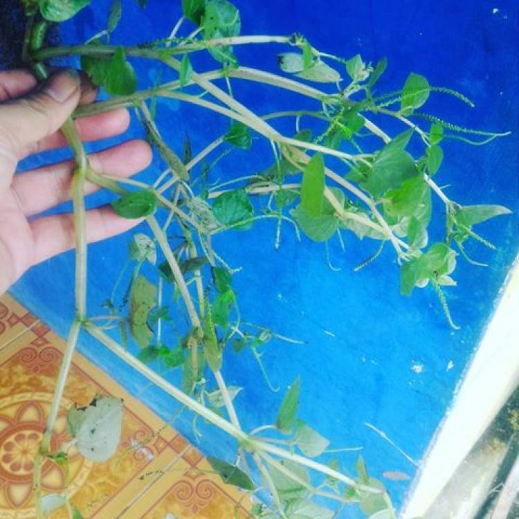 Hidup di Sekitar Tembok Rumah Warga, Tanaman Ini Ternyata Bermanfaat!!