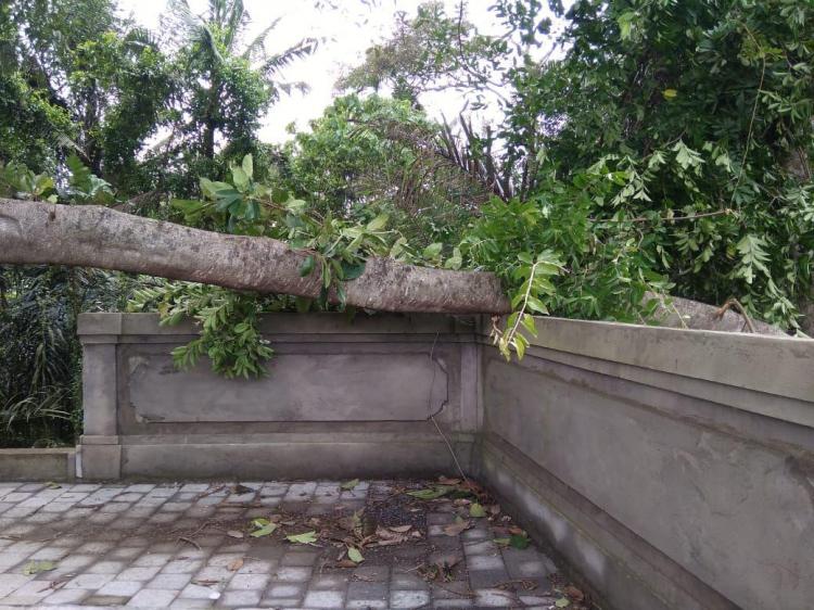 Hujan Deras!! Pohon Tumbang di Setra Gede