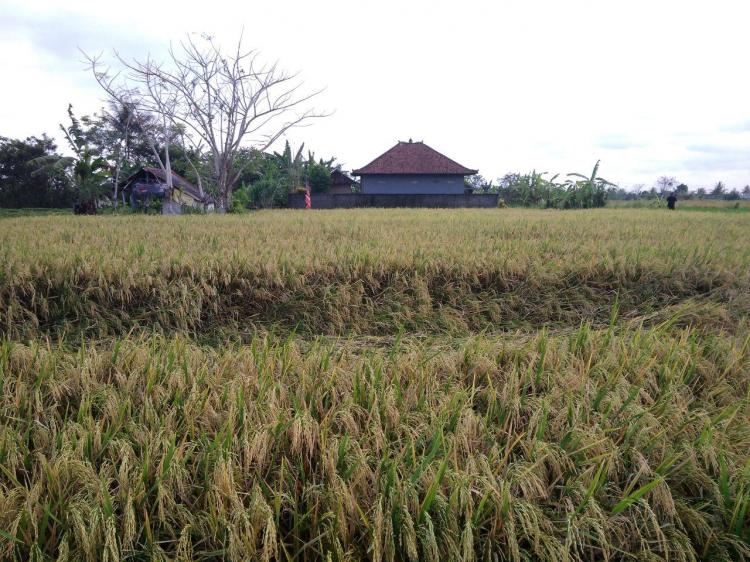 Hujan Deras, Tanaman Padi Roboh