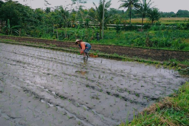Hujan, Petani Di Desa Sedang Mulai Menanam Padi