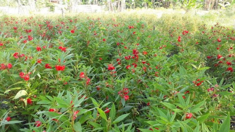 Hujan dan Angin Kencang, Petani Pacar Air di Desa Sedang Was-Was