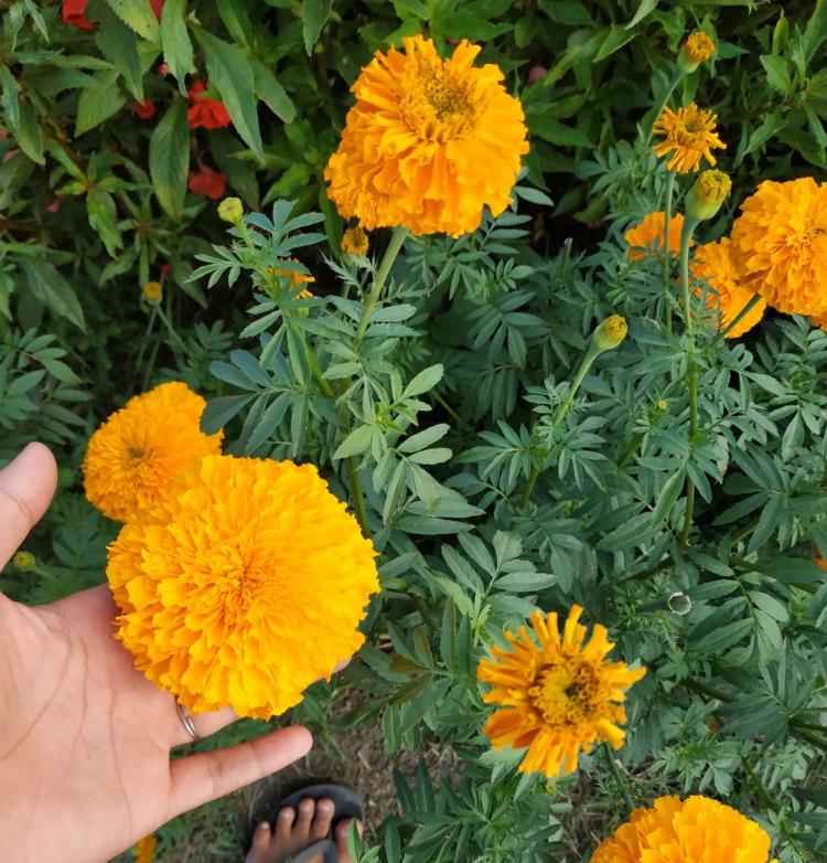 Ini Alasannya Mengapa Gumitir Menjadi Primadona di Kalangan Petani