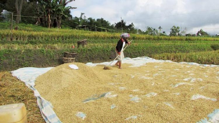 Ini Dia Maksud Petani Melakukan Penjemuran Benih Padi