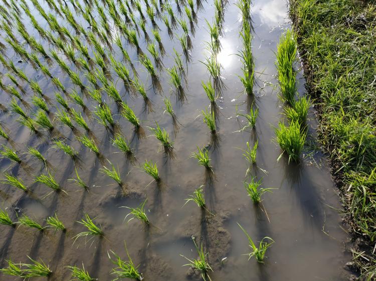 Ini Maksud Petani  Tidak Membuang Bibit Padi Yang Tersisa