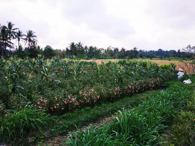 Inovatif, Petani Subak Mereman Desa Sedang Kombinasikan Jagung Dengan Pacar Air