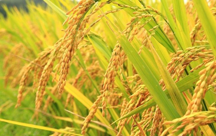 JELANG MASA PANEN, PADI PETANI SUBAK DLEDEKAN MULAI MENGUNING