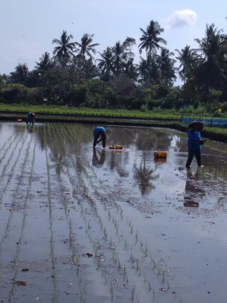 Jaga Lahan Pertanian di Desa Sedang