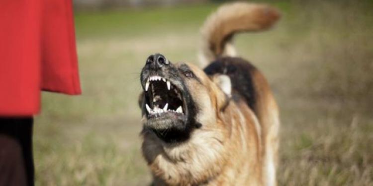 Jangan Sepelekan!!! Apabila Digigit Anjing