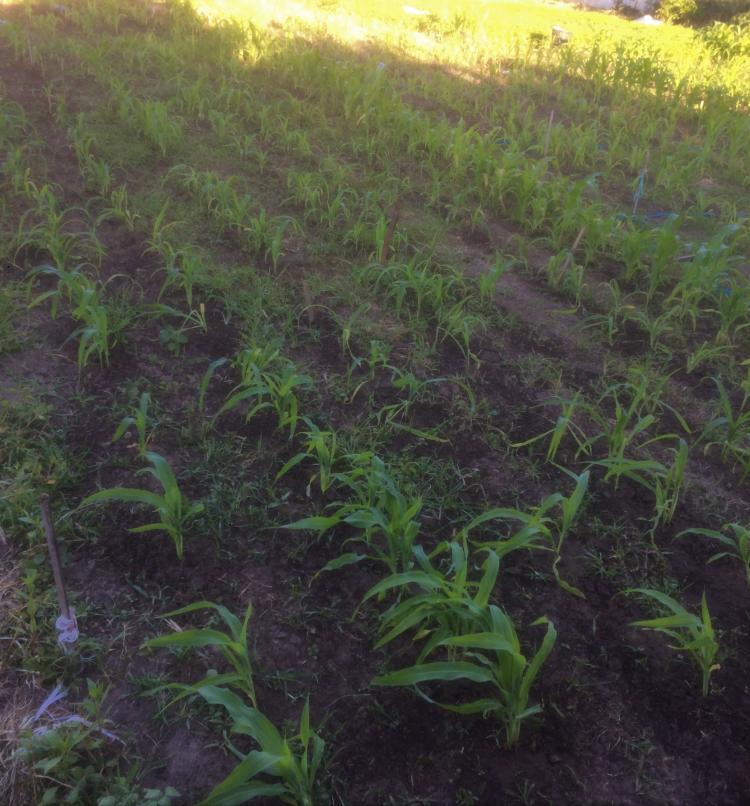 Jarak Tanam Menentukan Produksi Tani