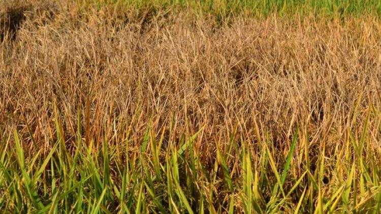 Jelang Masa Panen, Padi Petani Subak Celuk Desa Sedang Diserbu Hama Wereng