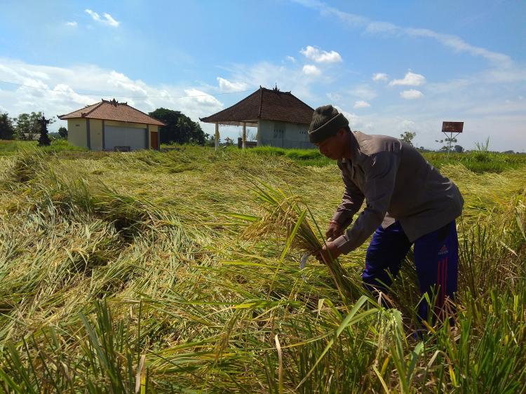 Jelang Panen, Padi Roboh Akibat Angin Kencang