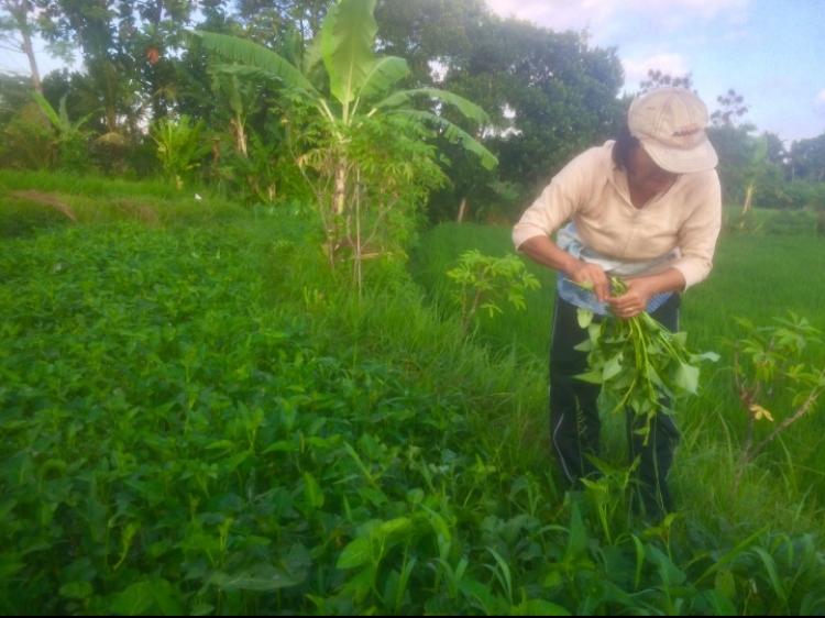 KANGKUNG BERI KEUNTUNGAN TAMBAHAN PETANI DESA SEDANG