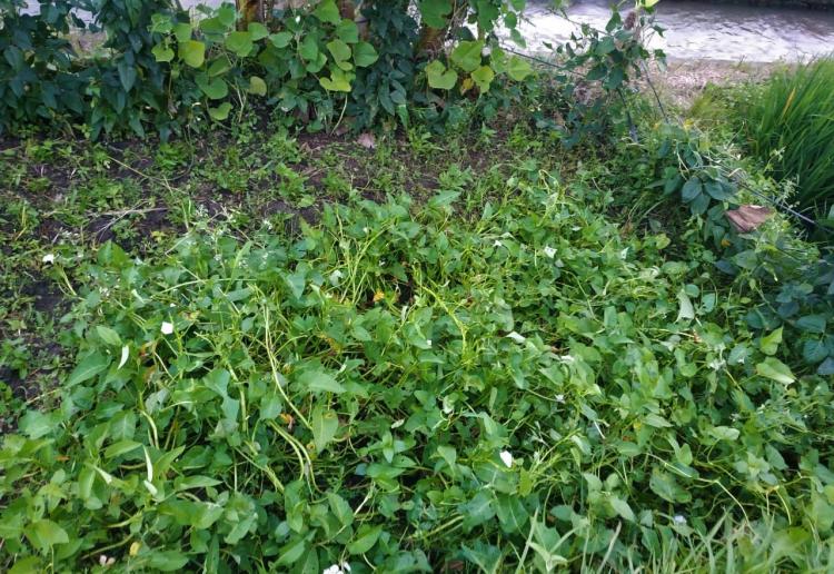 Kangkung dan karo dua sayuran kaya manfaat di budidayakan dalam satu lahan oleh petani subak celuk desa Sedang
