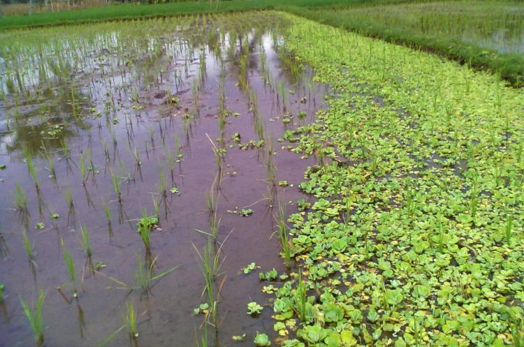 Kapu-Kapu Tumbuhan Berkasiat Obat Tapi Musuh Petani