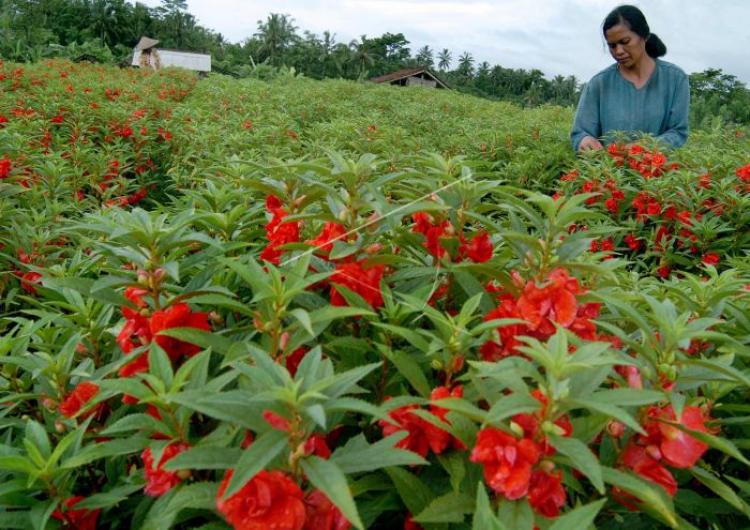 Keluhan Petani Bunga Pacar Air Akan Cuaca Yang tak Menentu