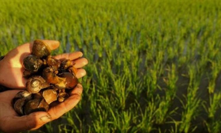 Keong Mas, Musuh Utama Para Petani Padi di Subak Celuk Desa Sedang