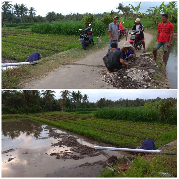 Kerap Tidak Mendapatkan Air, Petani di Subak Mereman Desa Sedang Buatkan Saluran Air Menggunakan Pipa