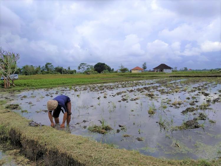 Semangat dan Kerja keras seorang petani desa Sedang mengolah lahan 25 Are seorang diri demi kebutuhan ekonomi keluarga