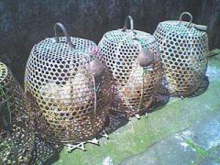 Keyakinan Terhadap Mitos Sangkar Ayam, Percaya Atau Tidak ?