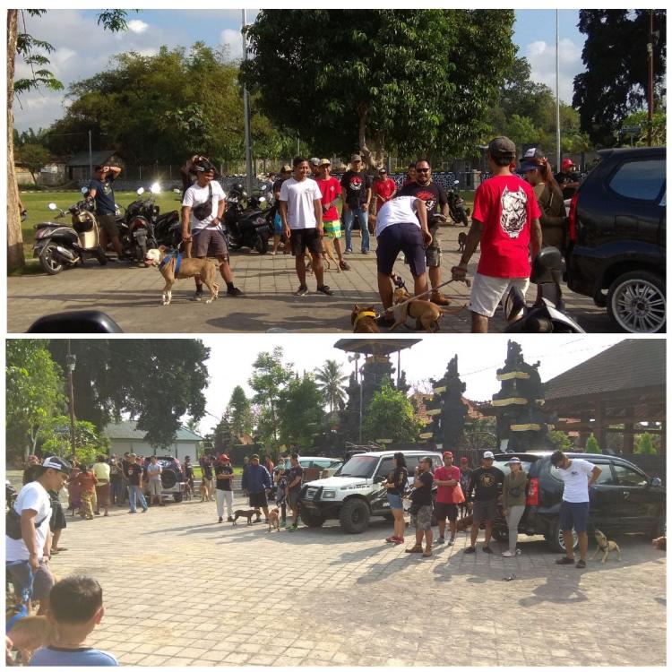 Komunitas Pitbul Bali Gelar Kegiatan Fun Competition di Desa Sedang
