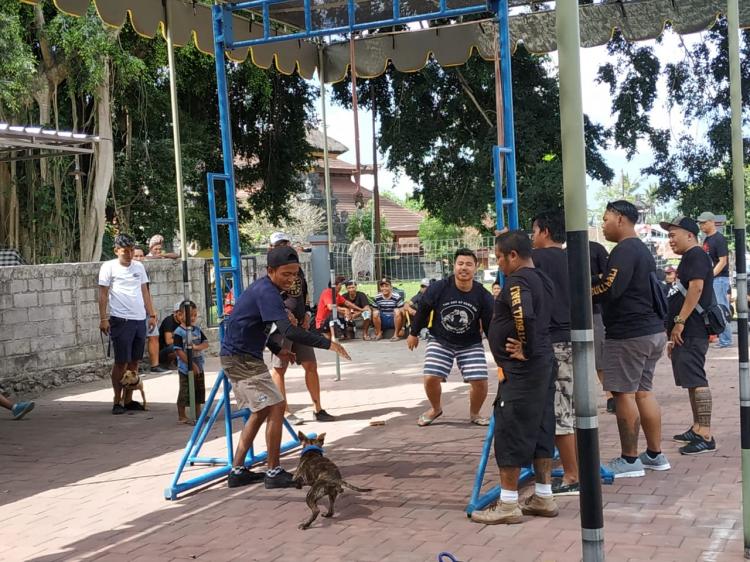 Komunitas pecinta Anjing seluruh Bali berkumpul dan Adu ketangkasan Hewan Kesayangan