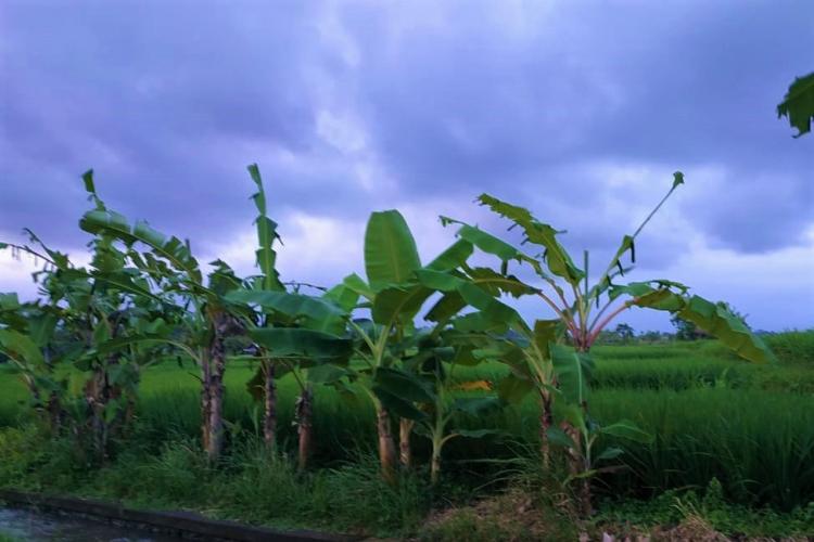 Kreatifitas petani subak celuk desa sedang tumpang sarikan pisang dengan padi