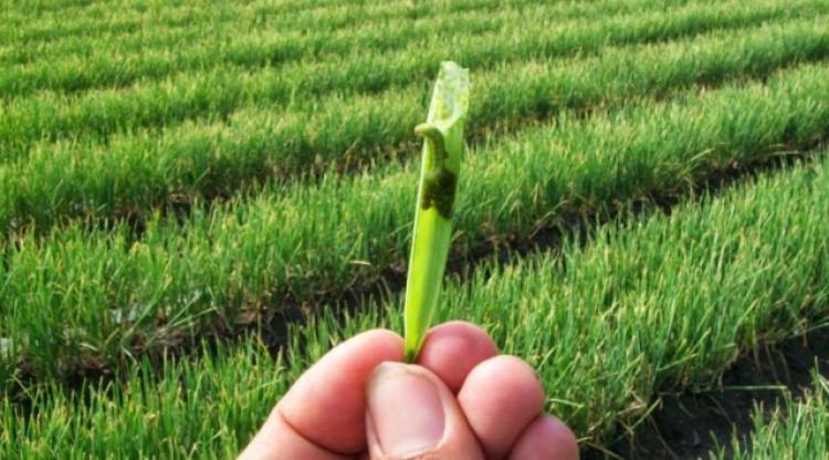Kurangi Serangan Hama, Subak Celuk Desa Sedang Lakukan Dengan Pergiliran Tanaman