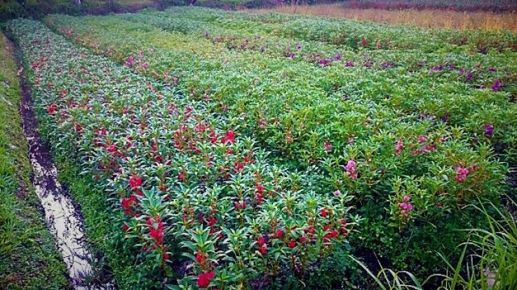 Lebatnya Hujan Beberapa Hari Terakhir Membuat Petani Bunga Pacar Air Was-Was